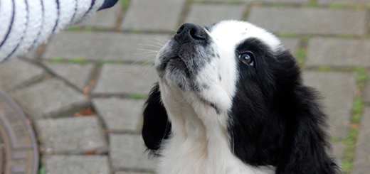 Viel Lärm um Nichts der Kommentkampf bei Hunden Der großartige Hund